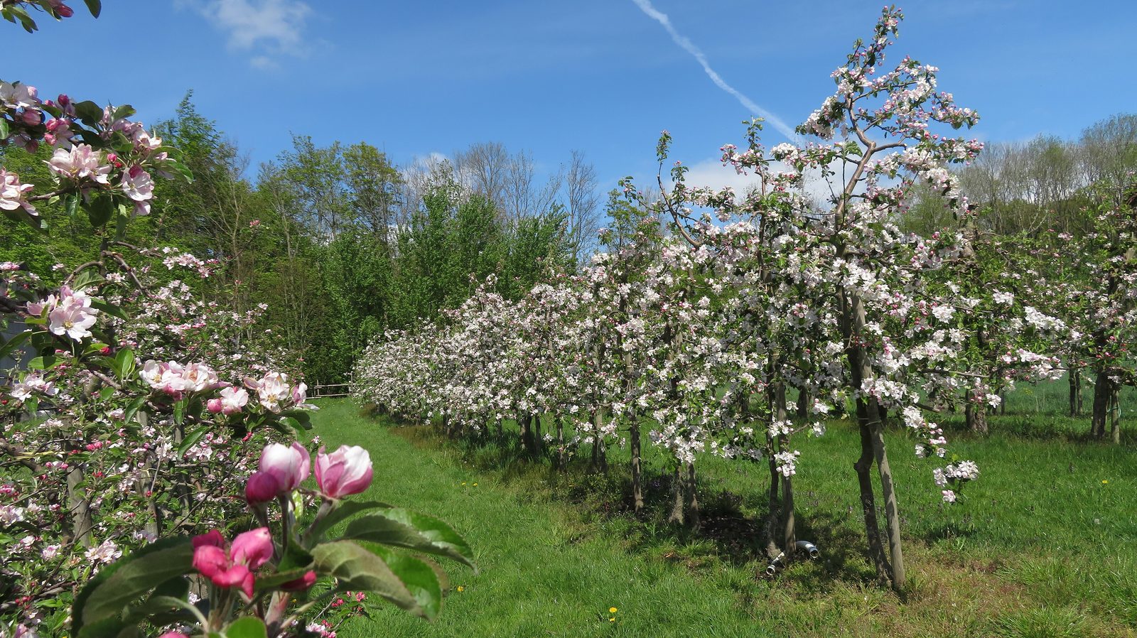 Apfelblüte im Alten Land