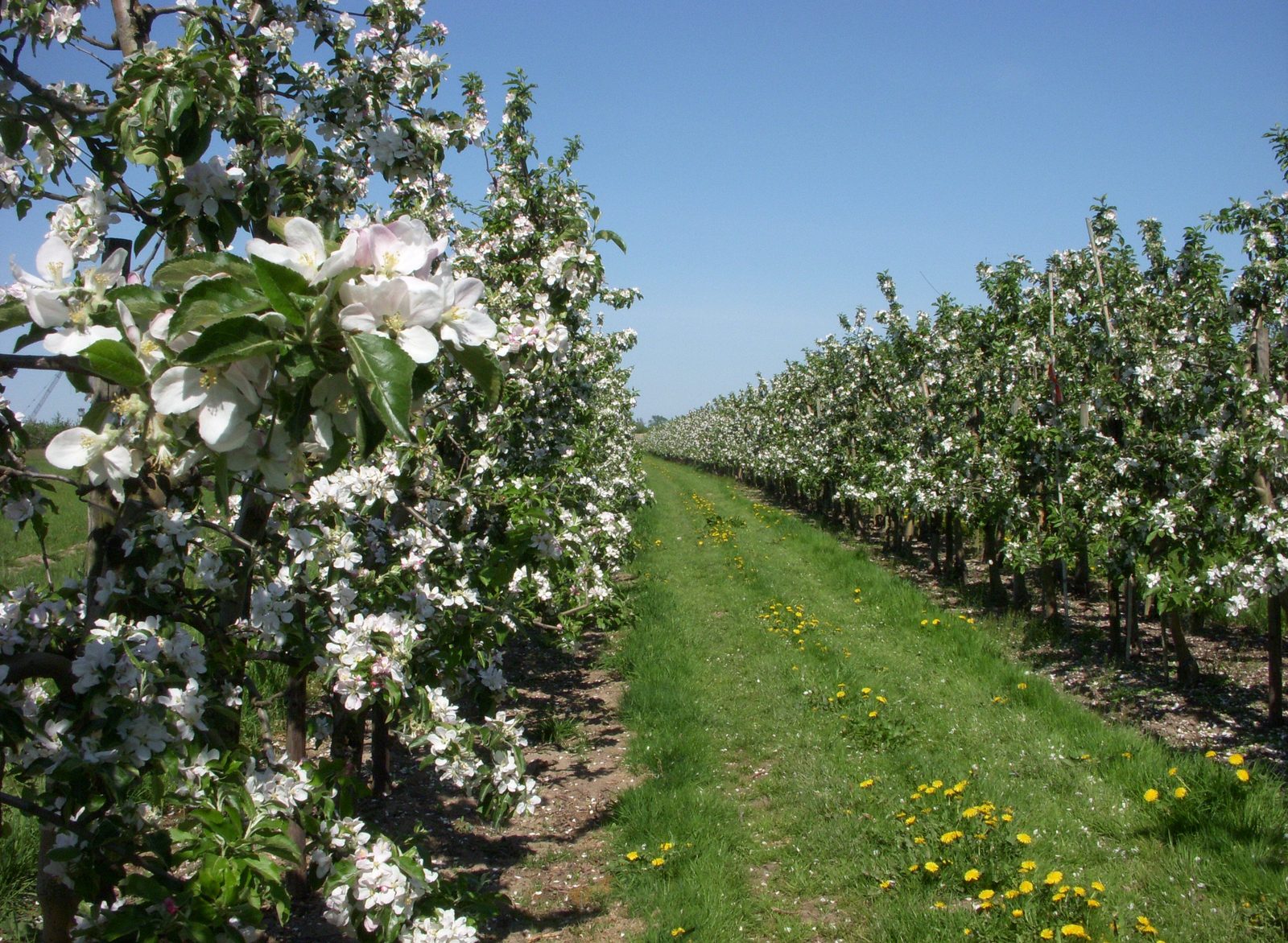 Blühende Obstplantage im Alten Land
