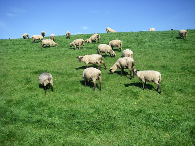 Schafe auf dem Elbdeich